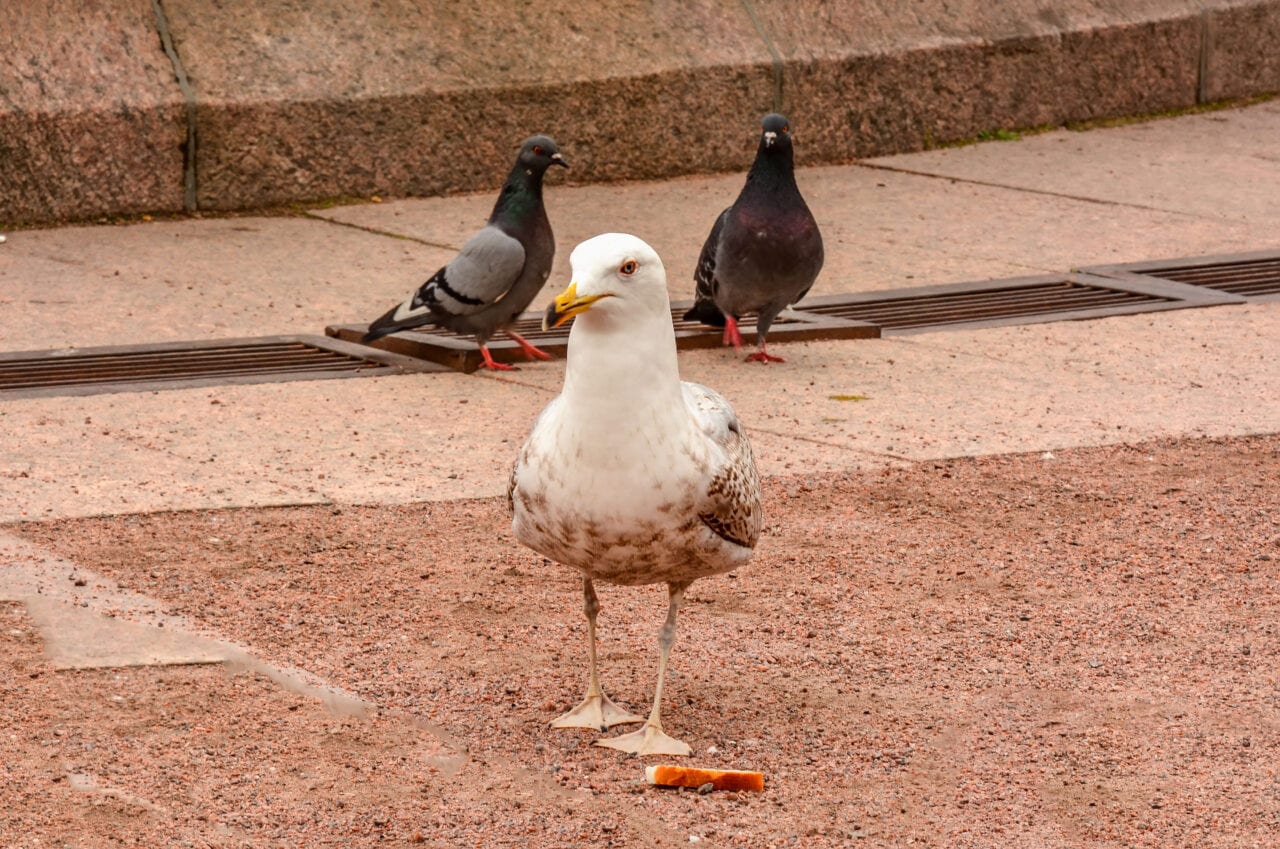 GULL AND PIGEONS