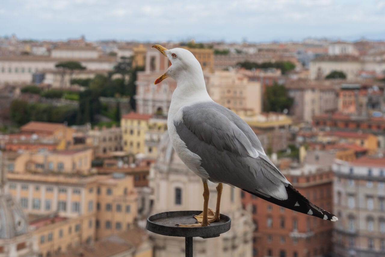 Gull on rooftop