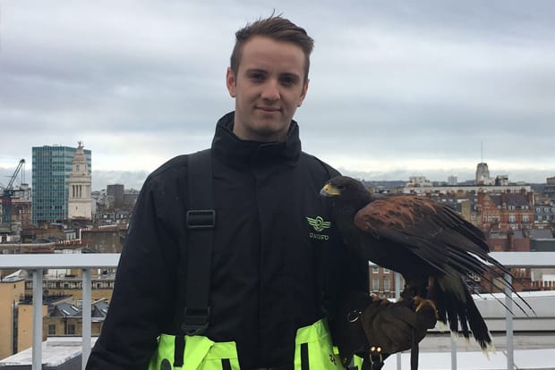 Harry London bird control with hawk